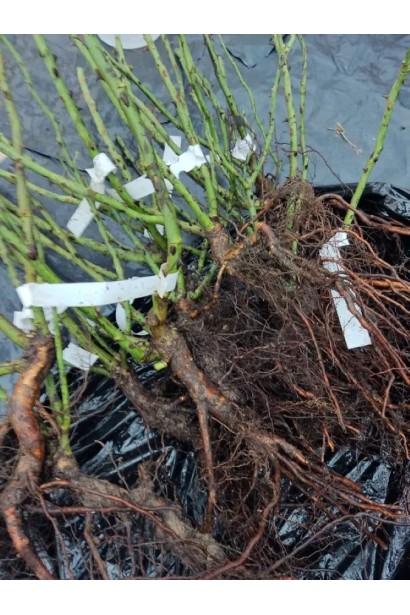 Роза чайно-гибридная Бест Импрешн - саженцы голый корень